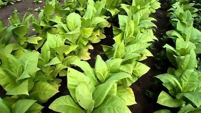 Производство табака для кальяна Производство табака для кальяна