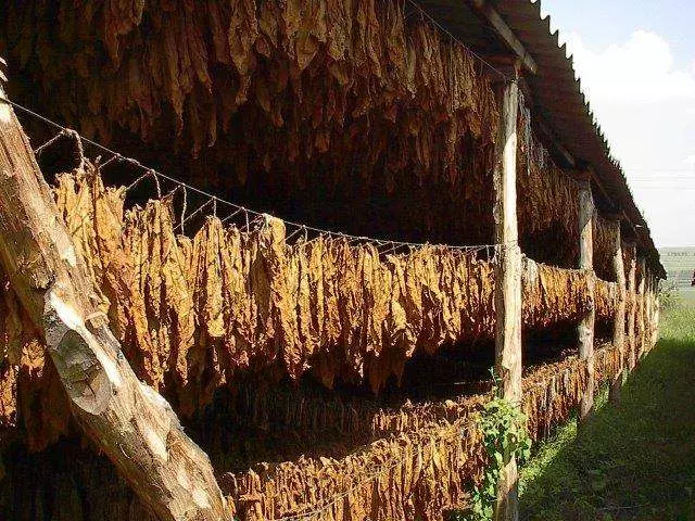 Производство табака для кальяна Производство табака для кальяна