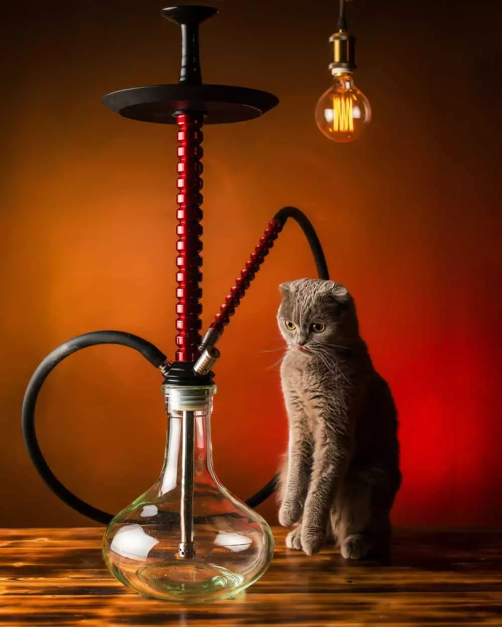 Mamay Customs Mamay Customs