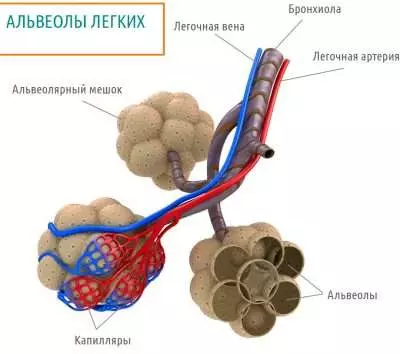 Легкие после кальяна