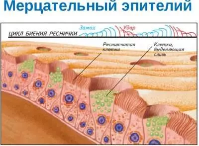 Легкие после кальяна