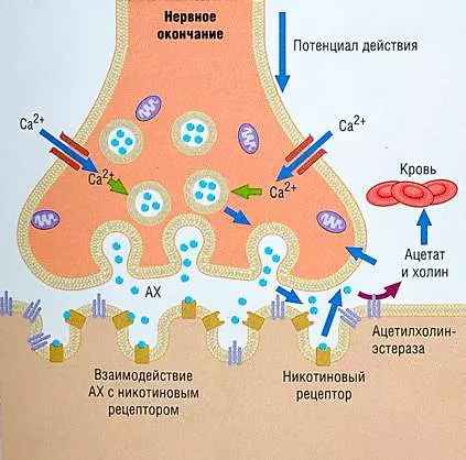 Зависимость от кальяна